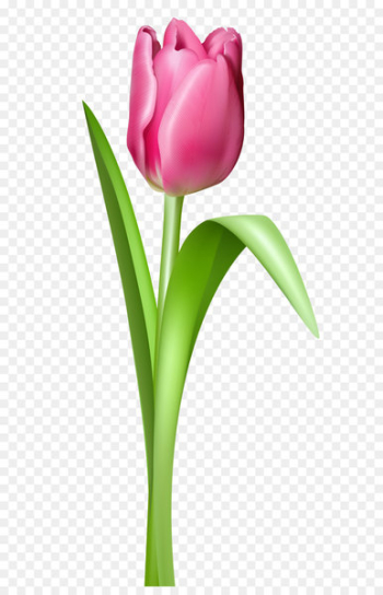 Tulip mania iPhone 8 - Pink Tulip Transparent PNG Clipart Picture 