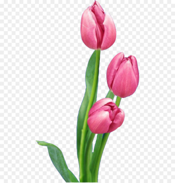 Tulip Nosegay Flower bouquet - Pink Tulips Tulip Nosegay Flower bouquet - Pink Tulips