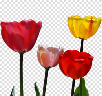 Tulip Petal Flower, Tulip flower transparent background PNG clipart Tulip Petal Flower, Tulip flower transparent background PNG clipart