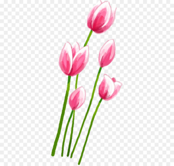Tulip Pink Petal - Pink tulips Tulip Pink Petal - Pink tulips