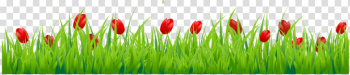 Tulip Png Tulip Png