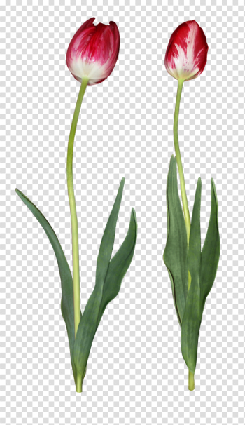 Tulip PNG Download Image Tulip PNG Download Image