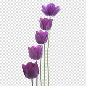 Tulip Purple New Year, Purple tulips transparent background PNG clipart