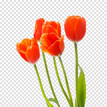 Tulip Red Cut flowers, Bouquet of colorful tulips transparent background PNG clipart Tulip Red Cut flowers, Bouquet of colorful tulips transparent background PNG clipart