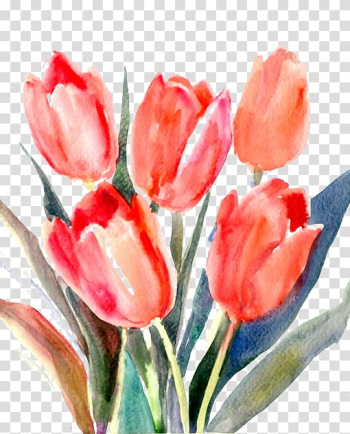 Tulip Red Cut flowers, Red tulips transparent background PNG clipart Tulip Red Cut flowers, Red tulips transparent background PNG clipart