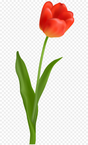 Tulip Red Flower Clip art - Red Tulip Transparent PNG Clip Art Image 