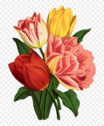 Tulip, Rose, Vintage, Bouquet, Nature, Flower, Green - Flower Graphicsfairy