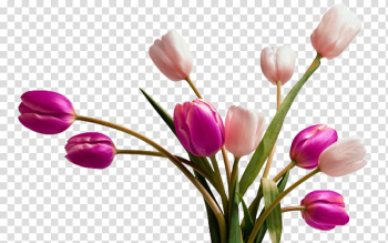 Tulip Vase Flower , Two colors tulip material transparent background PNG clipart Tulip Vase Flower , Two colors tulip material transparent background PNG clipart