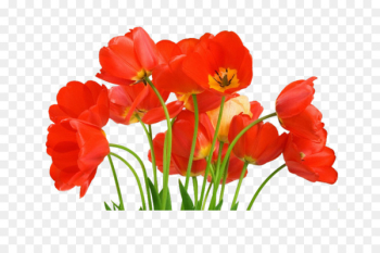 Tulip Watercolor: Flowers Image Painting - tulip Tulip Watercolor: Flowers Image Painting - tulip