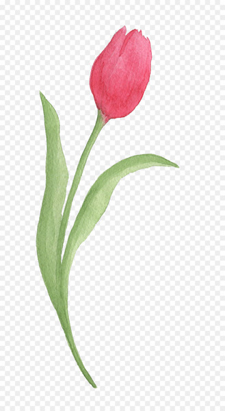 Tulip Watercolor painting Download - Red tulips Tulip Watercolor painting Download - Red tulips