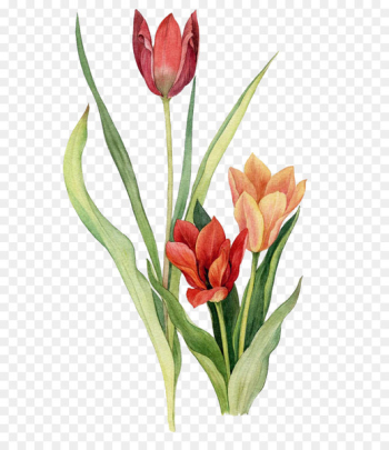 Tulip Watercolor painting Floral design Flower - Tulip Watercolor painting Floral design Flower -