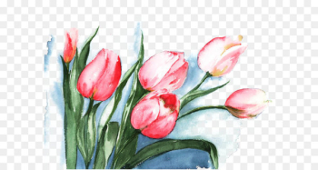 Tulip Watercolor painting Flower - Pink Tulips watercolor picture material 