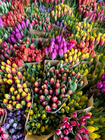 Tulips