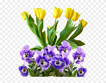 Tulips, Pansy, Png, Isolated, Flowers, Spring - Natural Rose Gold Purple Flowers .png