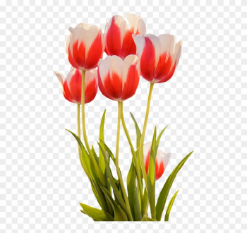 Tulips, Red, Spring, Flower, Blossom, Bloom, Nature - Spring Flowers Png Tulips, Red, Spring, Flower, Blossom, Bloom, Nature - Spring Flowers Png