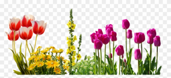 Tulips, Spring, Flowers, Flower Bed, Plant, Nature - Spring Flowers Png