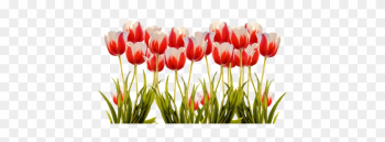 Tulips, Spring, Nature, Flower, Flowers - Tulip Field Png