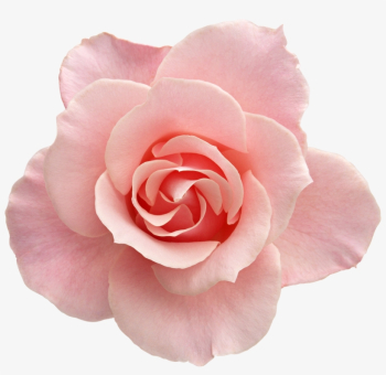 Tumblr Transparent Flowers Rose - Flower With No Background - Free ...