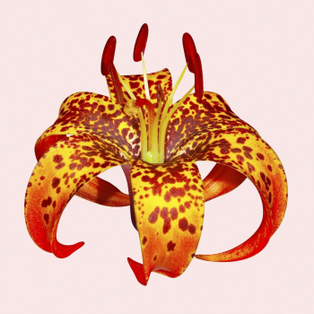 Turk's-cap lily, orange flower collage | Free PSD - rawpixel Turk's-cap lily, orange flower collage | Free PSD - rawpixel