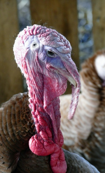 Turkey Turkey