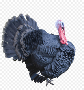 Turkey meat Clip art - Best Free Turkey Png Image Turkey meat Clip art - Best Free Turkey Png Image