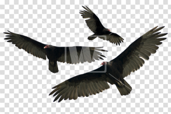 Turkey Vulture Isolated - PNG - Welcomia Imagery Stock