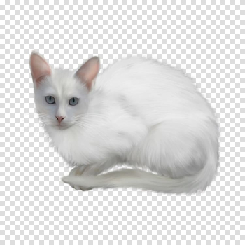 Turkish Angora , White cat transparent background PNG clipart Turkish Angora , White cat transparent background PNG clipart