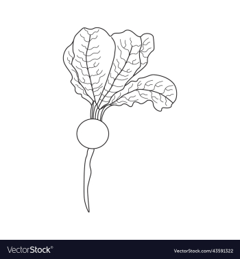 turnip coloring page for kids kdp turnip coloring page for kids kdp