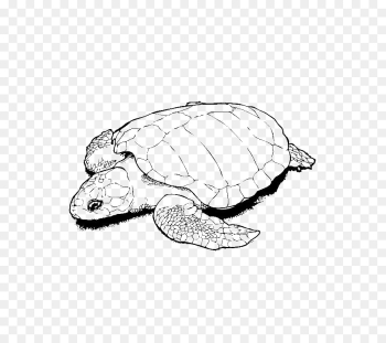 Turtle, Drawing, Coloring Book, Sea Turtle, Olive Ridley Sea Turtle PNG