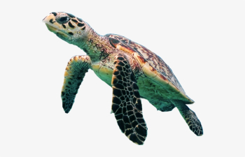Turtle Png Transparent Picture - Sea Turtle Transparent Background ...