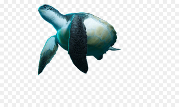Turtle Reptile Underwater diving Snorkeling - moana Turtle Reptile Underwater diving Snorkeling - moana