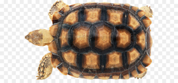 Turtle shell Reptile Carapace Chinese softshell turtle - Turtle PNG ...