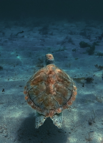 Turtle Swimming in Water Turtle Swimming in Water