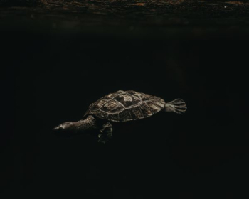 turtle underwater turtle underwater