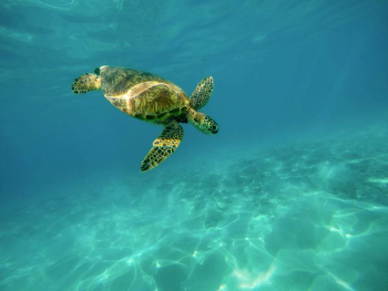 turtle underwater turtle underwater
