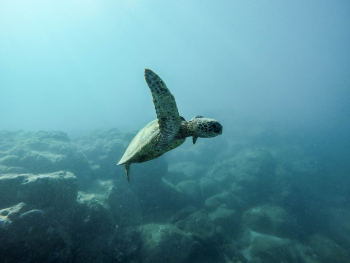 Turtle Underwater Turtle Underwater