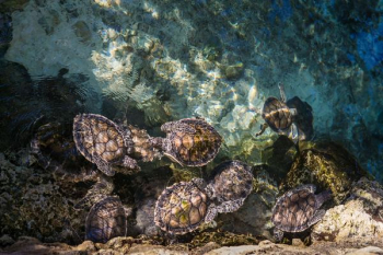 turtles on body of water turtles on body of water