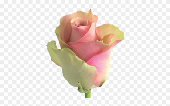 Tweet - Flow Roses Tweet - Flow Roses