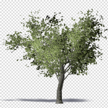 Twig American elm Olive Tree Computer-aided design - olive trees ...