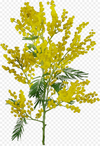 Twig Field mustard Plant stem Mimosa -  