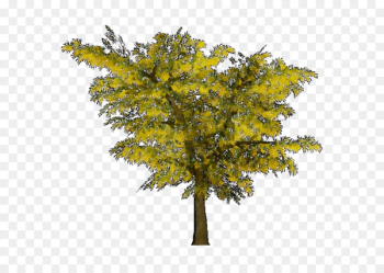 Twig Mimosa Maidenhair tree Larch - Twig Mimosa Maidenhair tree Larch -