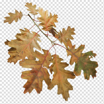 Twig Northern Red Oak Willow oak Birch Tree, tree transparent background PNG clipart Twig Northern Red Oak Willow oak Birch Tree, tree transparent background PNG clipart