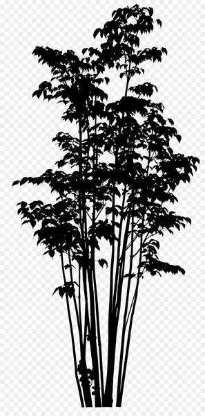 Twig Pine Plant stem Silhouette Plants - Twig Pine Plant stem Silhouette Plants -