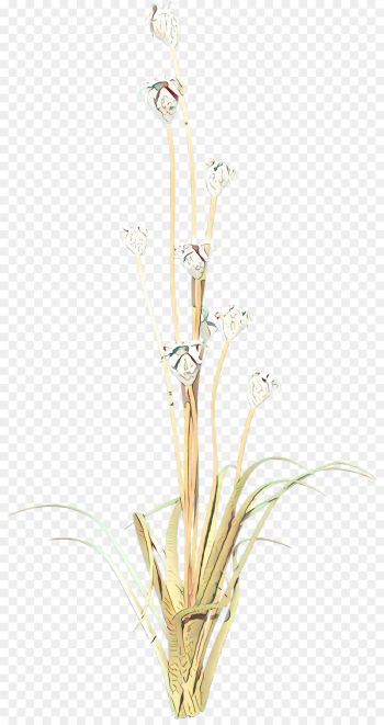 Twig, Plant Stem, Flower, Plant PNG Twig, Plant Stem, Flower, Plant PNG