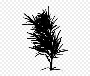 Twig Plant stem Flowering plant Leaf - Twig Plant stem Flowering plant Leaf -