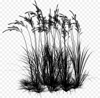 Twig Plant stem Grasses Plants - Twig Plant stem Grasses Plants -