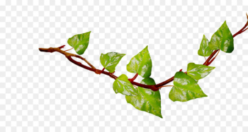 Twig Plant stem Leaf Plants - Twig Plant stem Leaf Plants -