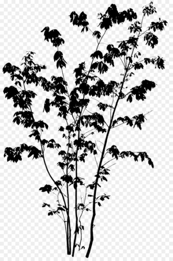 Twig Silhouette Quercus serrata Tree Image - autocad silhouette 