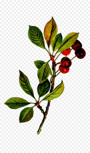 Twig Sour Cherry Flowering plant Cherries Fruit - Twig Sour Cherry Flowering plant Cherries Fruit -