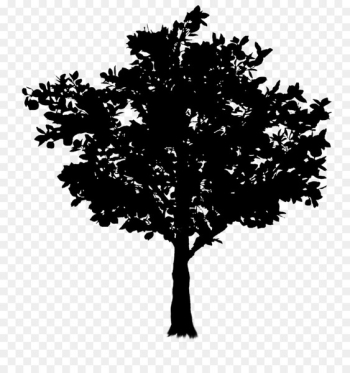 Twig Tree Oak Image Branch - Twig Tree Oak Image Branch -